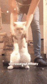 a white cat is being held by a person with the hashtag crosseyed.manny