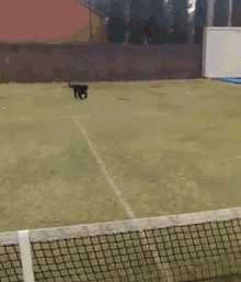 Ape That Is Green Dog Funny Fail GIF - Ape That Is Green Dog Funny Fail Tennis Is Cool GIFs