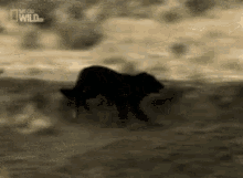 Wolf Jump GIF