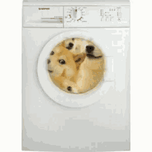 Doge Wash GIF - Doge Wash GIFs