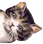 a brown and white kitten with blue eyes is laying down and looking at the camera on a white background .