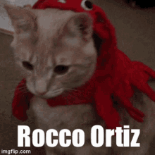 Rocco Ortiz Rocco Cat GIF - Rocco Ortiz Rocco Cat Cat Rocco GIFs