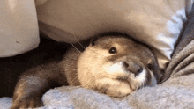 an otter is laying under a pillow on a blanket .