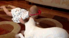 No Silly Human, It'S Like This! GIF - Dog Baby Crawl GIFs