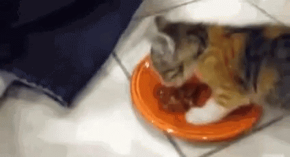 Kitten Food GIF - Kitten Food Hungry - Discover & Share GIFs