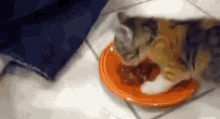Kitten Food GIF - Kitten Food Hungry GIFs
