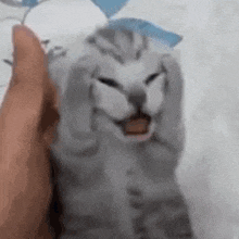 a person is petting a cat with a blue balloon in its mouth .
