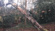 a bird is perched on a tree branch in the woods ..