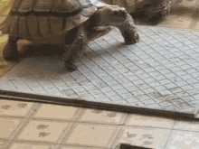 Sulcata Tortoise GIF - Sulcata Tortoise GIFs