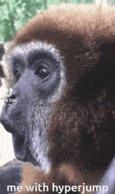 Monkey' Bonelab GIF