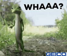 Geico Gecko GIF - Geico Gecko What GIFs