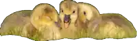 three ducklings are laying in the grass and one of them is smiling