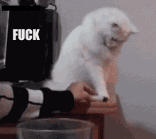 Cat Fuck This GIF - Cat Fuck This Annoyed GIFs