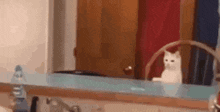 Woman And The Cat Peek GIF - Woman And The Cat Peek GIFs
