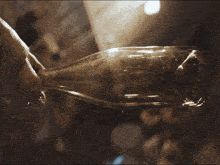 a person is holding an empty bottle in their right hand