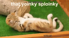 That Yoinky Sploinky Sand Cat GIF - That Yoinky Sploinky Sand Cat Cat GIFs