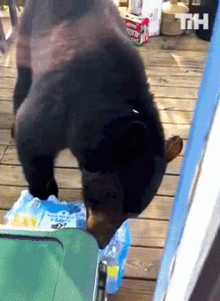 Bear This Is Happening GIF - Bear This Is Happening Hungry Bear GIFs