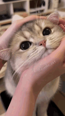 Dianbo Cat GIF