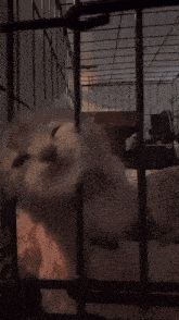 a cat is laying in a cage and looking at the camera