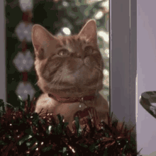 Ninelivesofchristmas Hallmark GIF - Ninelivesofchristmas Hallmark Cat GIFs