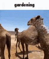 Gardening Camels GIF - Gardening Camels Hose GIFs