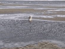 Puppy Dog GIF - Puppy Dog Sea GIFs