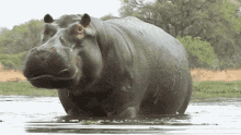 Hippoyawn GIF - Hippoyawn Hippo GIFs