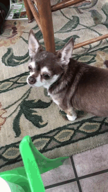 Chihuahua Shorty GIF - Chihuahua Shorty Dog GIFs