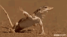 Gecko Stretch GIF - Gecko Stretch Yoga GIFs