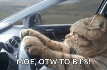 a cat is sitting at the steering wheel of a car .