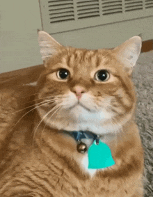 an orange cat wearing a blue collar with a bell and a green tag