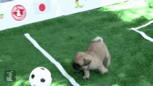 pugs playing soccer