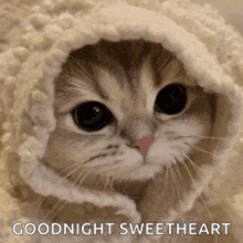 a cat is wrapped in a white blanket and the words goodnight sweetheart are below it