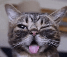Cat Wink Obifobi GIF - Cat Wink Cat Wink GIFs