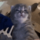 a close up of a cat taking a selfie with a fork .