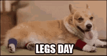 dog legs