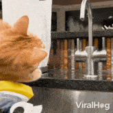 Cat Playing With The Faucet Viralhog GIF
