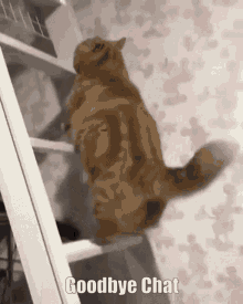 Goodbye Chat Cat GIF - Goodbye Chat Cat Ladder GIFs