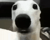 a white dog with a black nose is looking at the camera with a surprised look on its face .