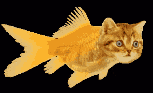 Cat Fish GIFs