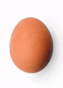 Egg Jajko Kylling Kura GIF - Egg Jajko Kylling Kura GIFs