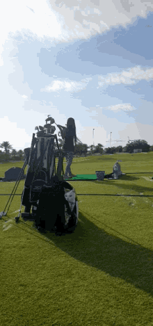 Golfing Cats GIF - Golfing Cats Perfect GIFs