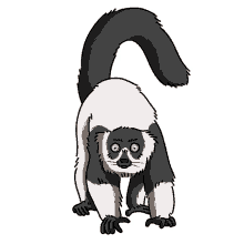 lemur black and white ruffed lemur ruffed lemur