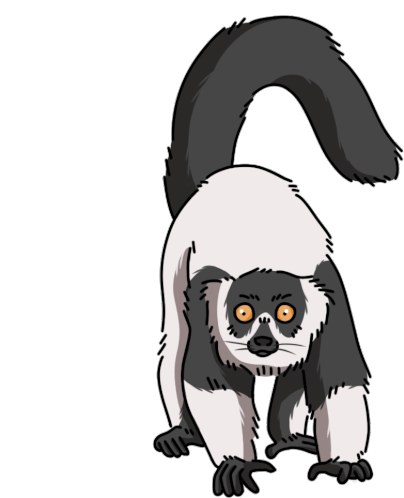 Lemur Black And White Ruffed Lemur Sticker - Lemur Black And White Ruffed Lemur Ruffed Lemur Stickers