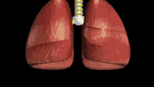 alveoli lungs