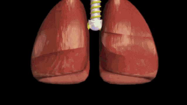 Lungs Alveoli GIF - Lungs Alveoli Anatomy - Discover & Share GIFs