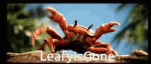leafy leafyishere banned crab crab rave