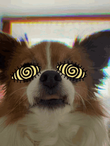 Kaja Vibe Dog Vibe GIF - Kaja Vibe Dog Vibe Colors GIFs