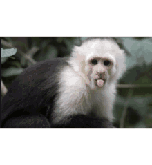 Monkey Maimunchik GIF
