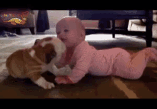 嬉しそう　うれしそう　犬　赤ちゃん　舐める GIF - Happy Cute Dog GIFs